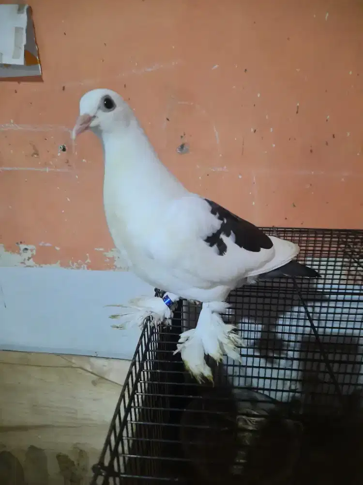 Merpati Lepas Piyik