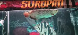 Arowana golden red jumbo