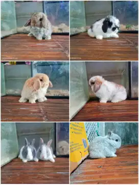 Peternakan kelinci unyu