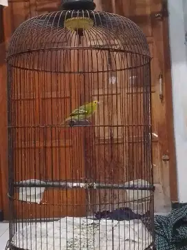 Sirtu rajin bunyi