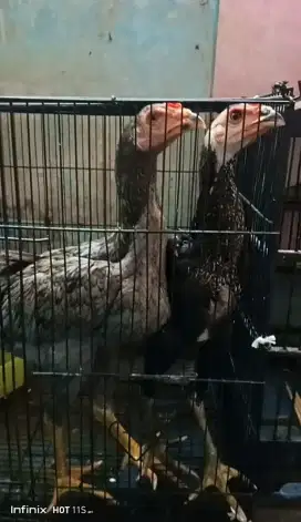 2 Ayam Bangkok Jantan Bagus umur 3,5 bulan