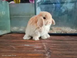 Peternakan kelinci lucu holland lop