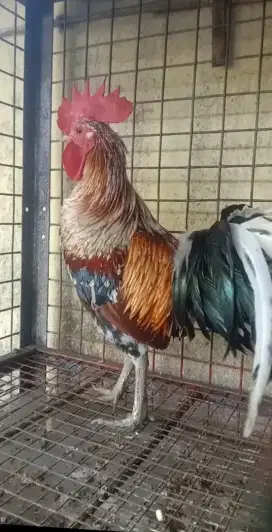 Ayam Ketawa Jantan Dewasa