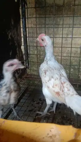 Ayam Ketawa Anakan Sepasang