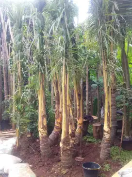 pohon kelapa kuning