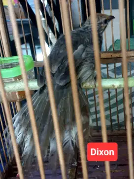 Cucak Rowo Blorok simetris