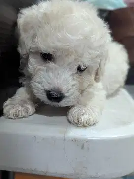 Poodle & Minipom