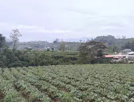Tanah dekat Golden Tulip Hotel Batu Malang