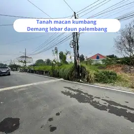 Tanah Palembang lokasi macan kumbang demang lebar daun