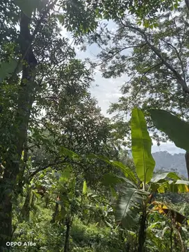 Di Jual Tanah Dengan Luas 25000 m2 dan Hasil Buah Produktif