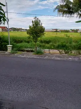 JUAL TANAH SAWAH DI SEKITARAN BANGUNHARJO BANTUL