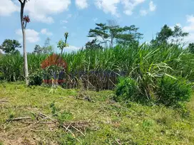Tanah dijual murah di Karangnongko Wates Poncokusumo Malang