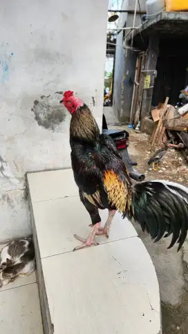 AYAM BANGKOK GANCANG