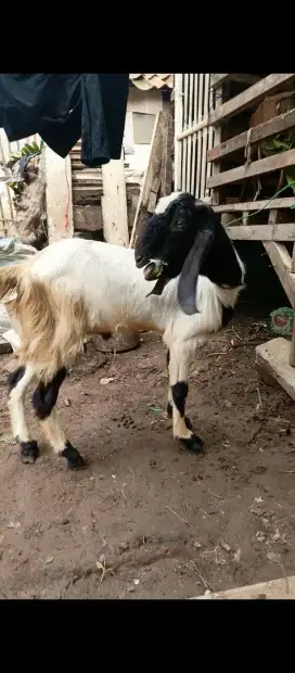 Kambing dan domba