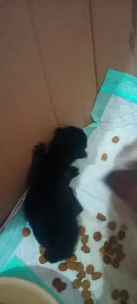 Hitam Himalaya ganti pakan