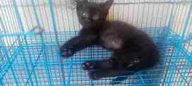Hitam solid anakan bsh sama scotis