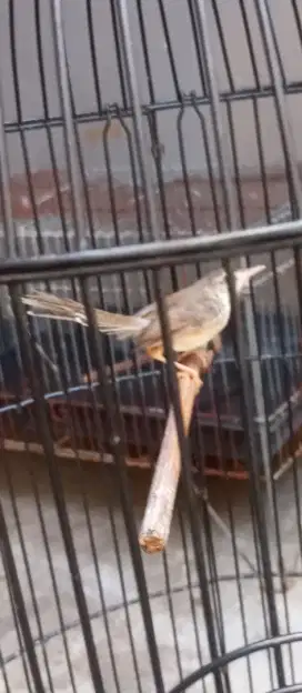 Jual burung ciblek sawah