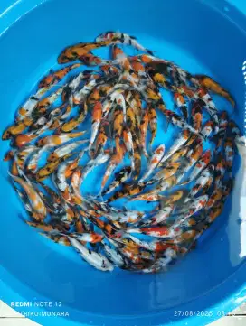Ikan koi blitar