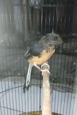 Burung Murai trotol jantan lg mutasi ke pastol ring ternakan fighter