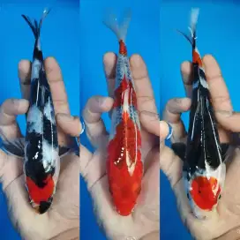 Ikan koi blitar