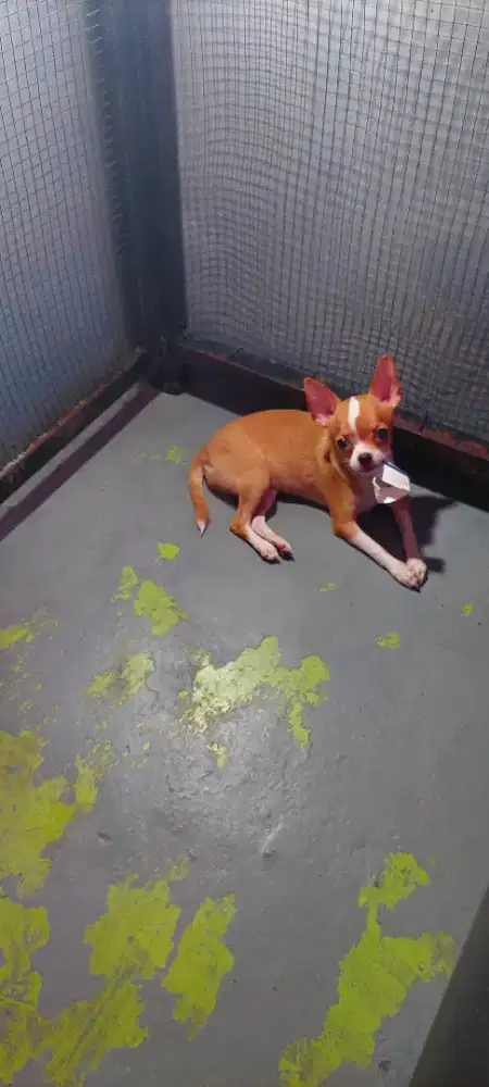 Betina Puppy Chihuahua