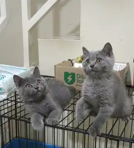 British Short Hair Blue