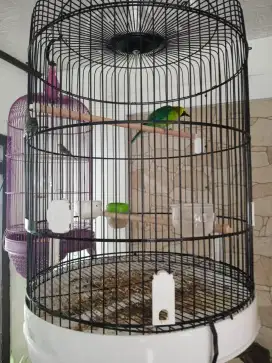 Dijual cucak Ranti receh