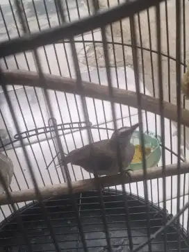 Burung trucuk Gacorr