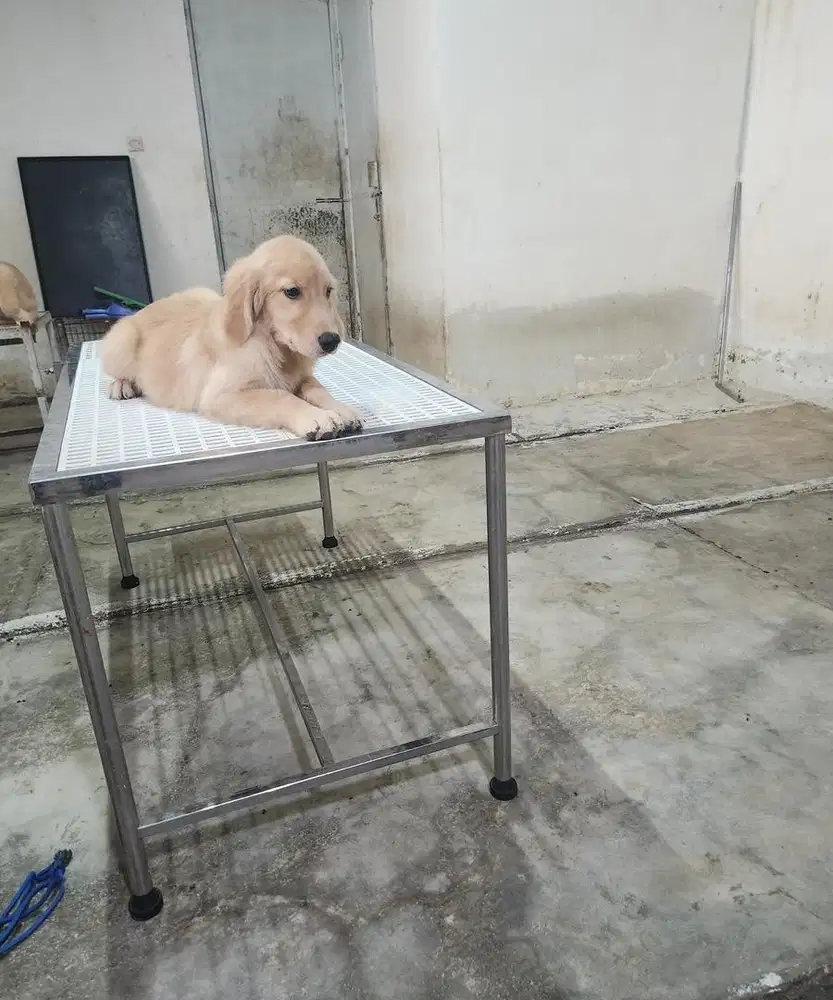 Golden Retriever Puppys  4 Bulanan Stambum Big Bone Bloodline Champion