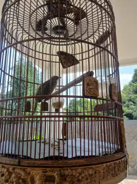 Burung Cucak Rowo