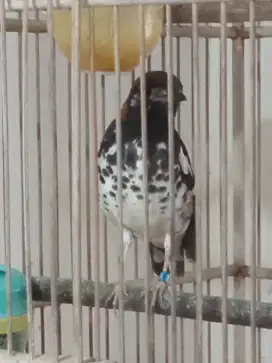 Burung Anis Kembang