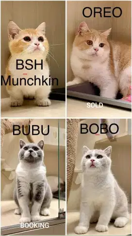 kitten bsh munchkin dan bsh ready jantan