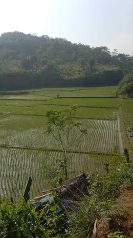 Sawah Produktif 1200 m, 1 km Dr Pintu Tol Darangdan, Purwakarta