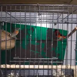 Jual burung redsiskin