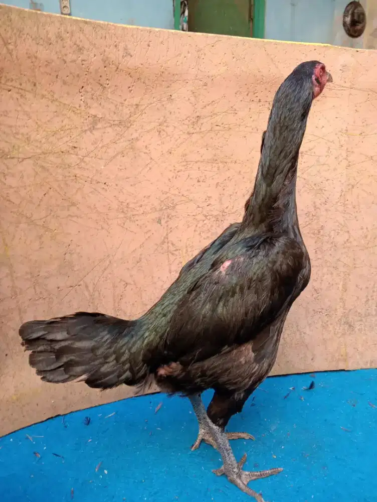 Ayam betina koytrad sisi blebed