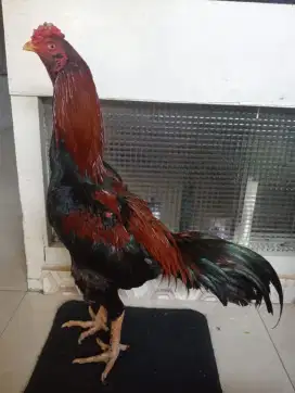 Ayam Bangkok klasik tulang padat