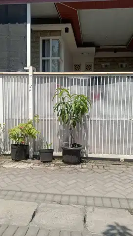 Sewa Rumah Buduran SIdoarjo MURAH MERIAH