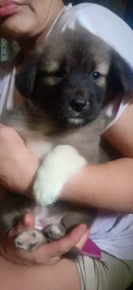 Anak anjing mix golden 3 bln