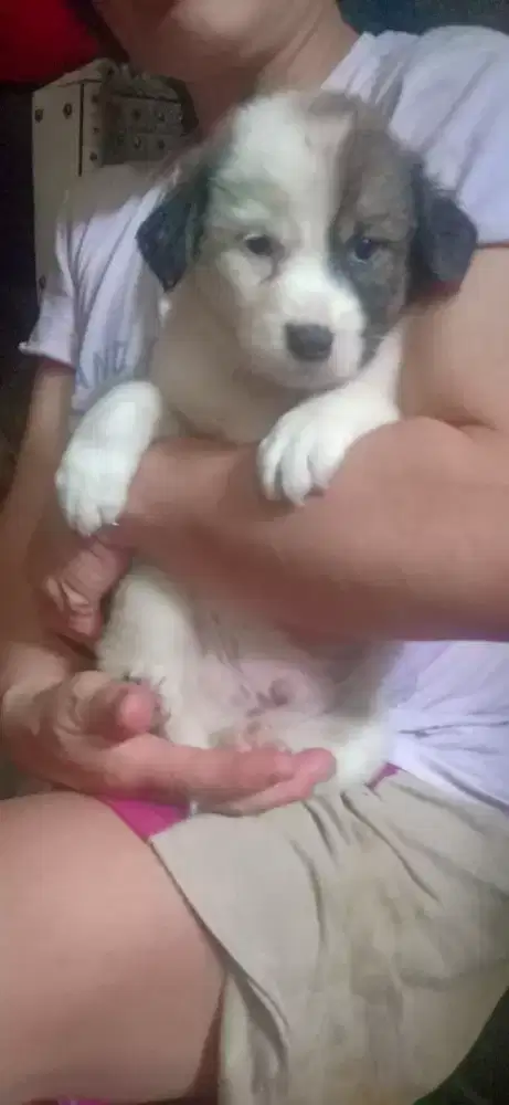 Anak anjing keturunan golden