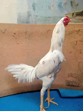 Ayam jantan muda jenis koytrad umur 7 bulan