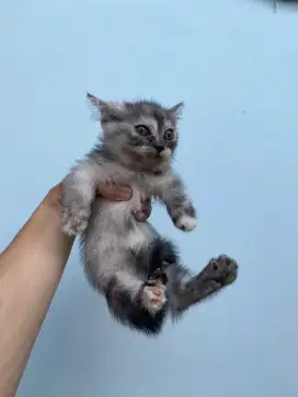 Open adopsi Munchkin