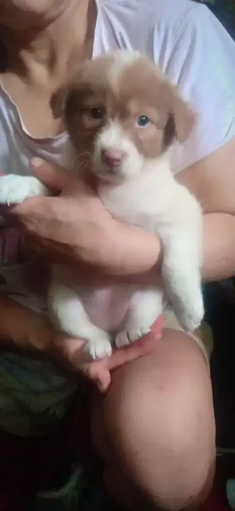 Anak anjing mix golden 3 bln