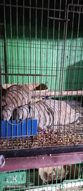 Sepasang burung puter pelung SDH produksi 3x