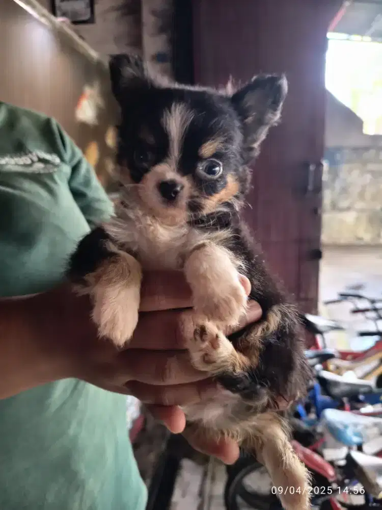 Anjing chihuahua jantan