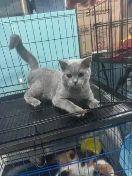 KUCING KITTEN BSH PURE JANTAN 100% PURE