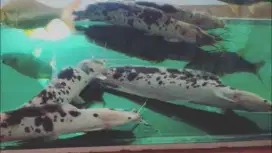 SUPER MURAH ! Ambil semua 5 ekor ikan lele albino ukuran sedang (M) !