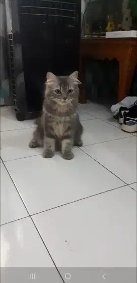 Kucing betina persia