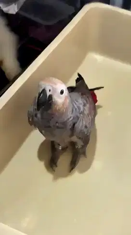 BURUNG AFGREY - RED FACTOR (AFRICAN GREY)