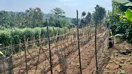 Dijual Murah Tanah Kebun Manggis di Perkampungan Bojong Purwakarta