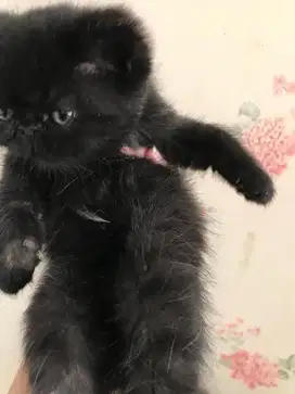 kucing esh black smoke